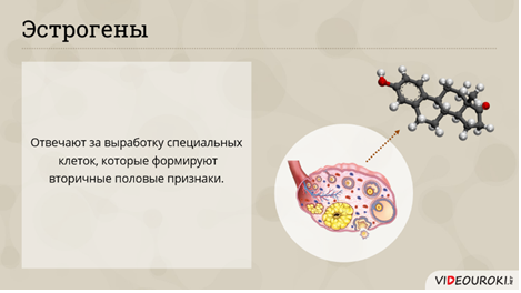 Видеоурок по биологии "Роль гормонов в обмене, росте и развитии организма" 