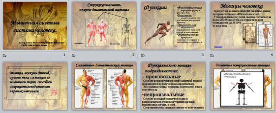 Презентация Мышечная система человека