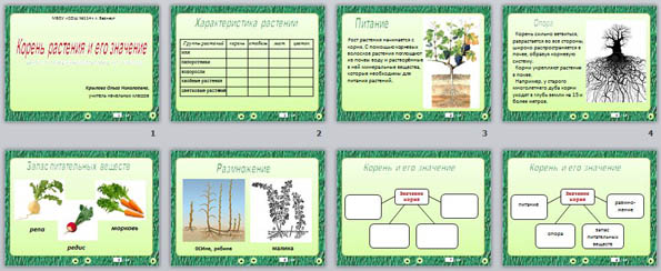 Презентация Корень растения и его значение