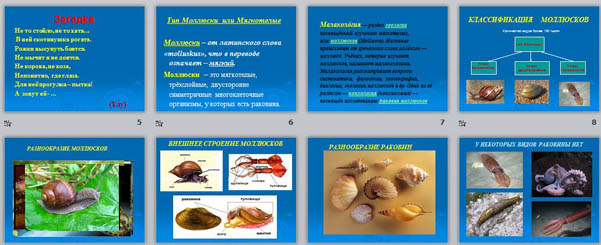 Презентация Тип моллюски