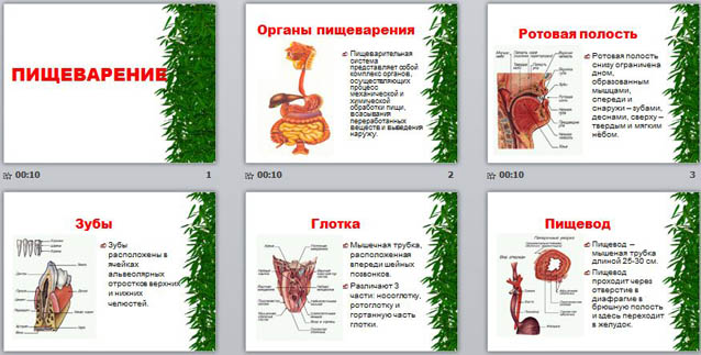 презентация пищеварение