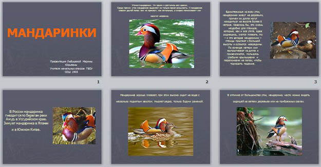 презентация мандаринки