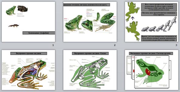 презентация земноводные