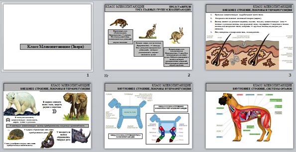 презентация млекопитающие звери