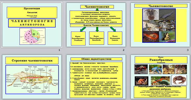 презентация членистоногие