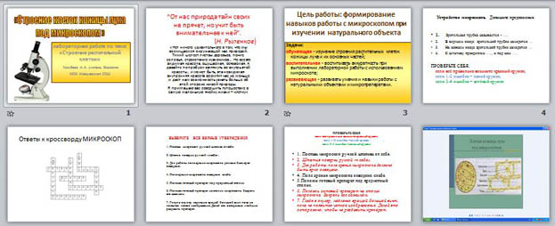 Презентация Строение клеток кожицы лука под микроскопом