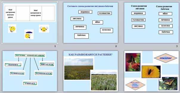 Презентация Как размножаются растения