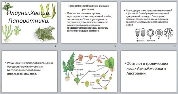 Плауны папоротники тест