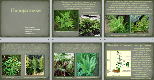 Презентация по биологии . Комнатный папоротник .6 класс.
