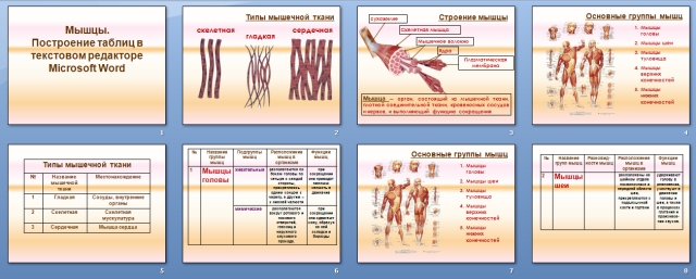 Урок биологии и информатики Мышечная система человека. Построение таблиц с помощью текстового редактора