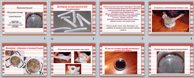 Презентация Получении колонии сенной палочки