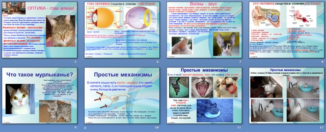 Презентация по физике Физика в жизни кошки