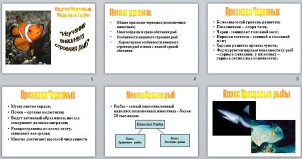 Презентация Внешнее строение рыб