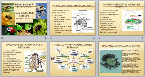 Тип членистоногие класс насекомые