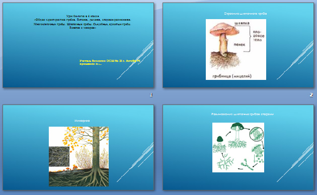 Презентация по биологии Общая характеристика грибов