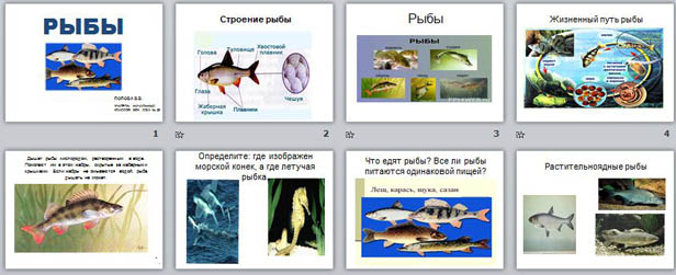 Презентация для начальных классов Строение рыбы