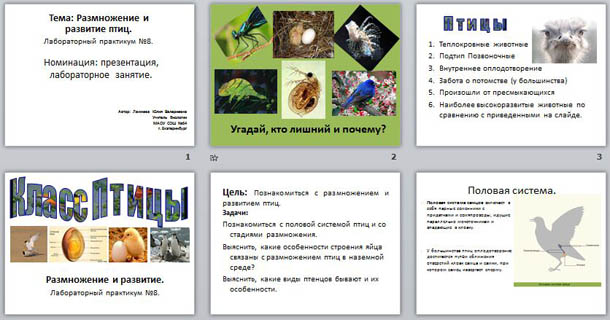 Презентация по биологии Размножение птиц