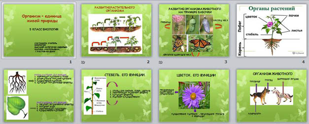 Презентация по биологии "Организм - единица живой природы