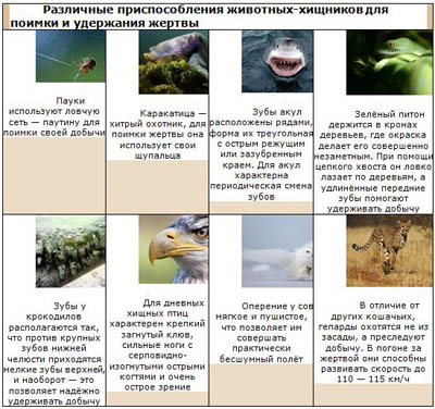 таблица Различные приспособления животных - хищников для поимки и удержания жертвы