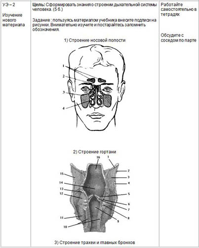 Тест по биологии дыхательная система 9 класс