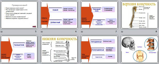 Презентация по биологии Отделы скелета. Типы соединения костей