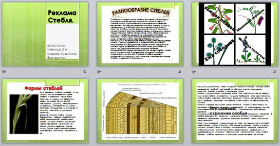 презентация по биологии реклама стебля