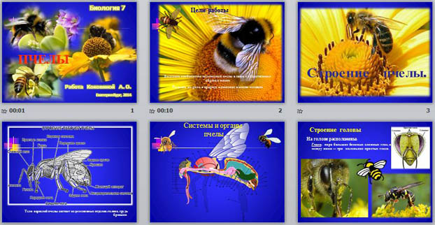 презентация по биологии пчелы