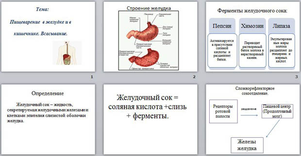 Таблица на тему пищеварение