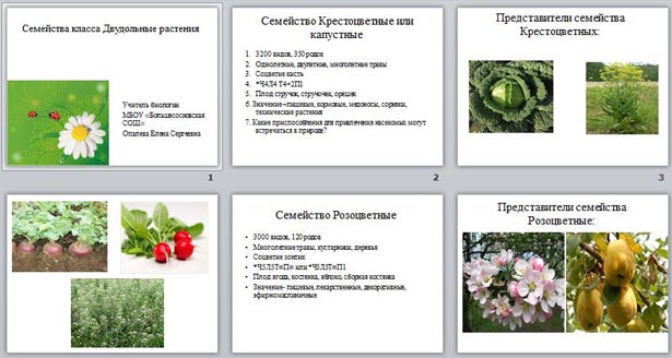 Тесты по биологии по семействам