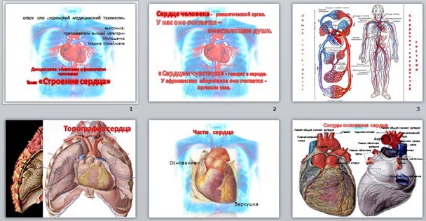 Презентация строение сердца человека