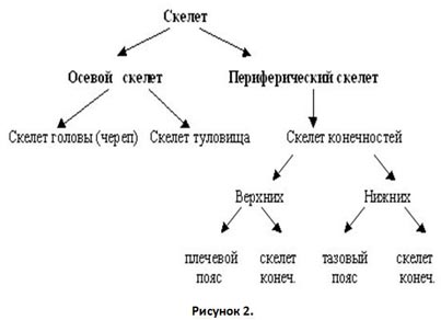 Презентация скелет человека осевой скелет 8 класс