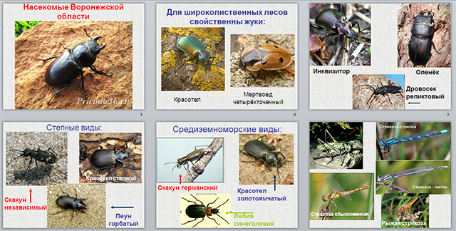 Насекомые республики коми презентация