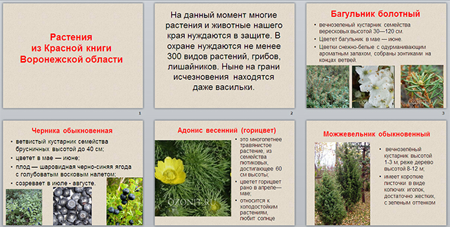 Растения Воронежской Области Фото