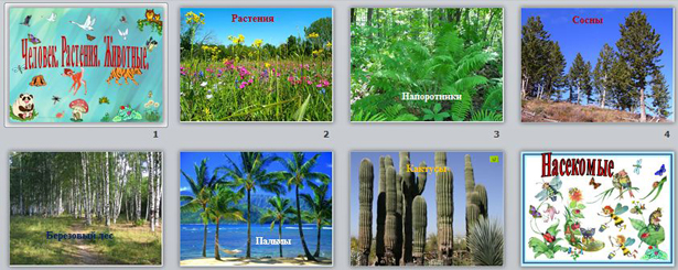 Презентация по биологии Человек. Растения. Животные
