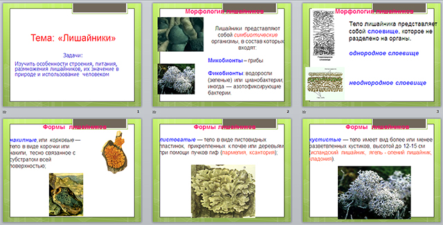 Разработка и презентация урока по биологии по теме Лишайники