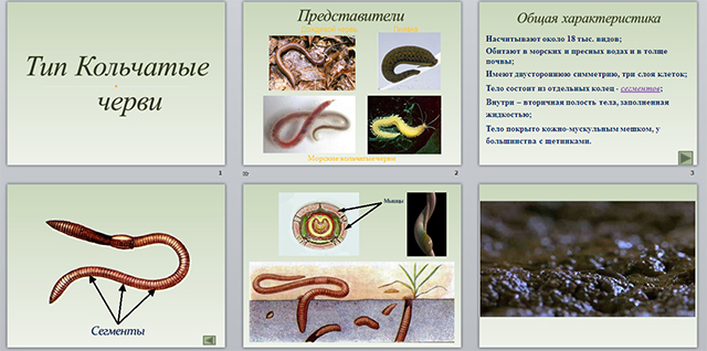 Кольчатые черви презентация