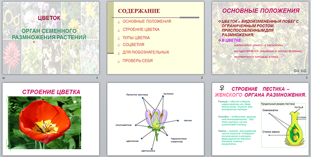 Разработка и презентация урока по биологии на тему Цветок. Орган семенного размножения