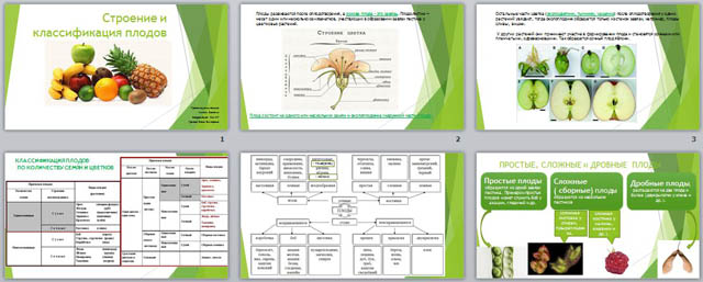 Схема классификации плодов 6 класс биология