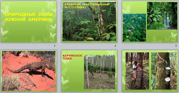 Презентация природные зоны южной америки 7 класс. Гевея влажных экваториальных лесов. Взаимосвязь природных компонентов влажных экваториальных лесов. Влажные экваториальные леса Южной Америки гевея. Южная Америка влажные экваториальные леса гевея бразильская.