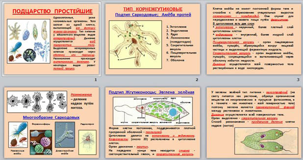 Простейшие биология 7 класс