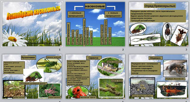 Презентация Разнообразие насекомых
