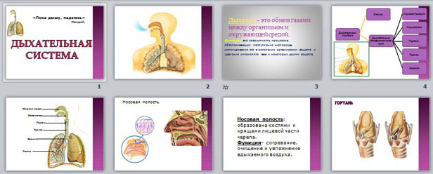 Презентация По Биологии "Дыхательная Система"