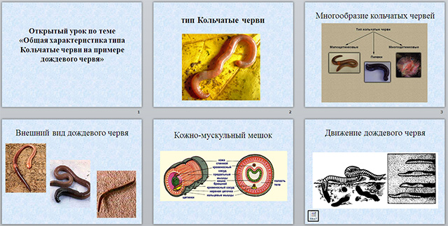 Конспект и презентация урока по биологии по теме Общая характеристика типа Кольчатые черви