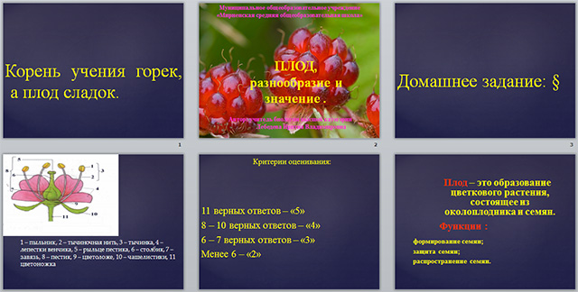 Конспект и презентация урока по биологии по теме Плоды