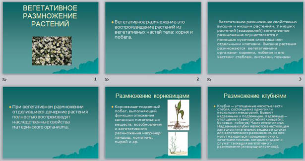 Презентация по биологии Вегетативное размножение растений