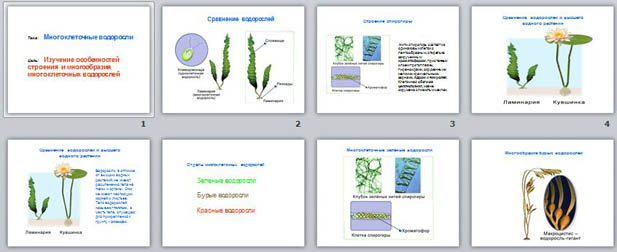 Презентация по биологии Многоклеточные водоросли