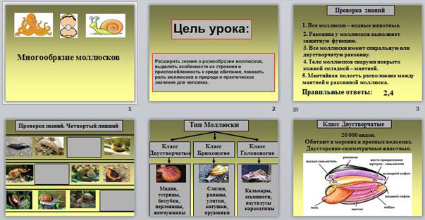Презентация по биологии Многообразие моллюсков"