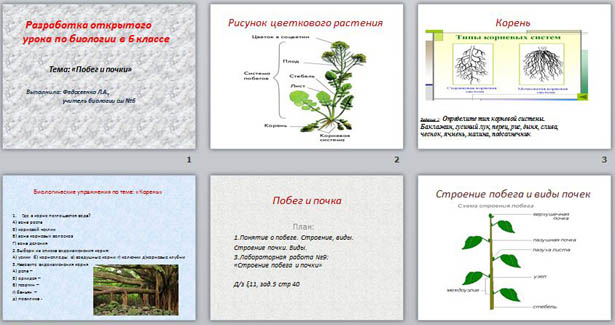 Биология 6 класс побег и почки презентация 6 класс