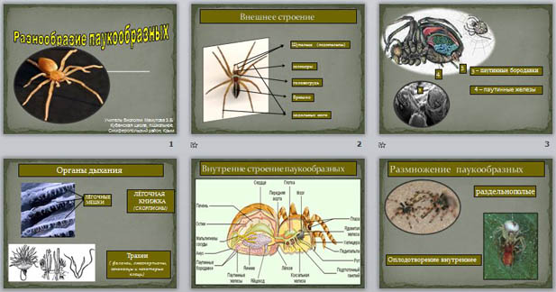 Презентация по биологии Разнообразие паукообразных