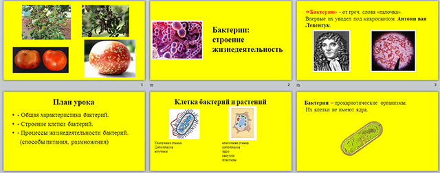 Презентация по биологии по теме Бактерии: строение жизнедеятельность